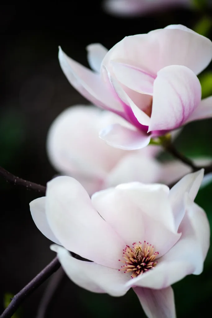 "magnolias