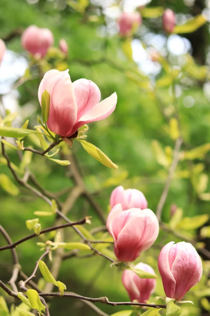 "magnolias