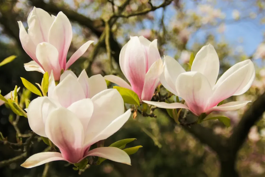 "magnolias