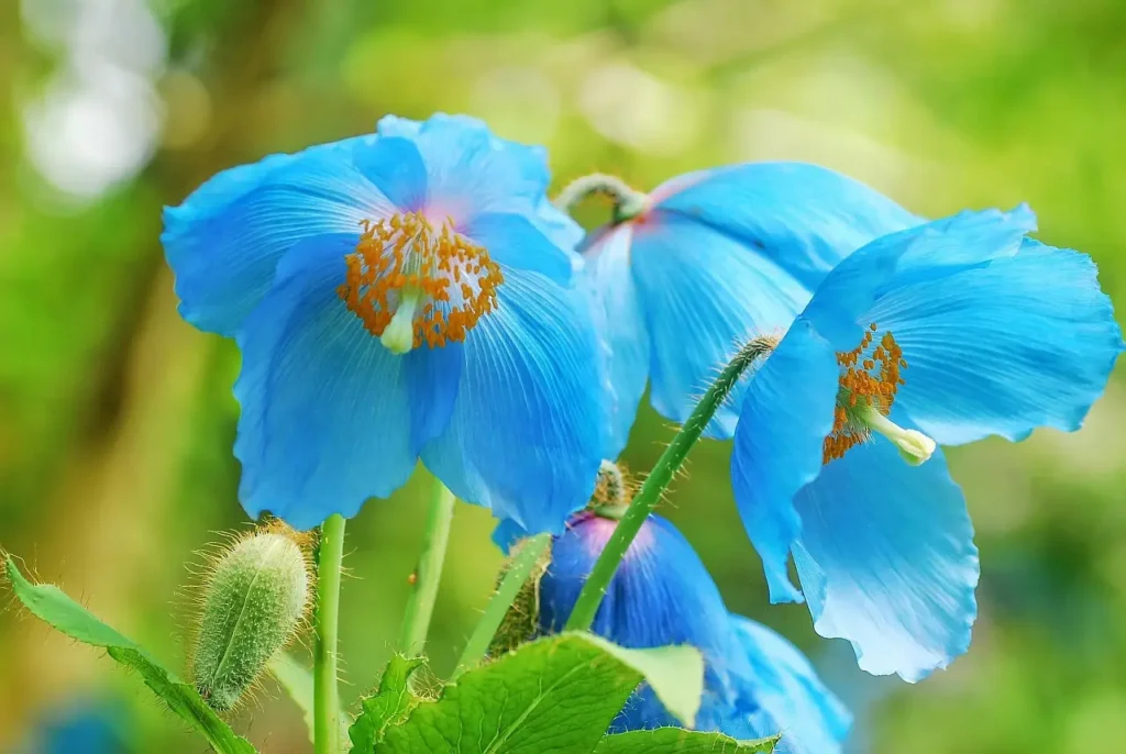 "Meconopsis