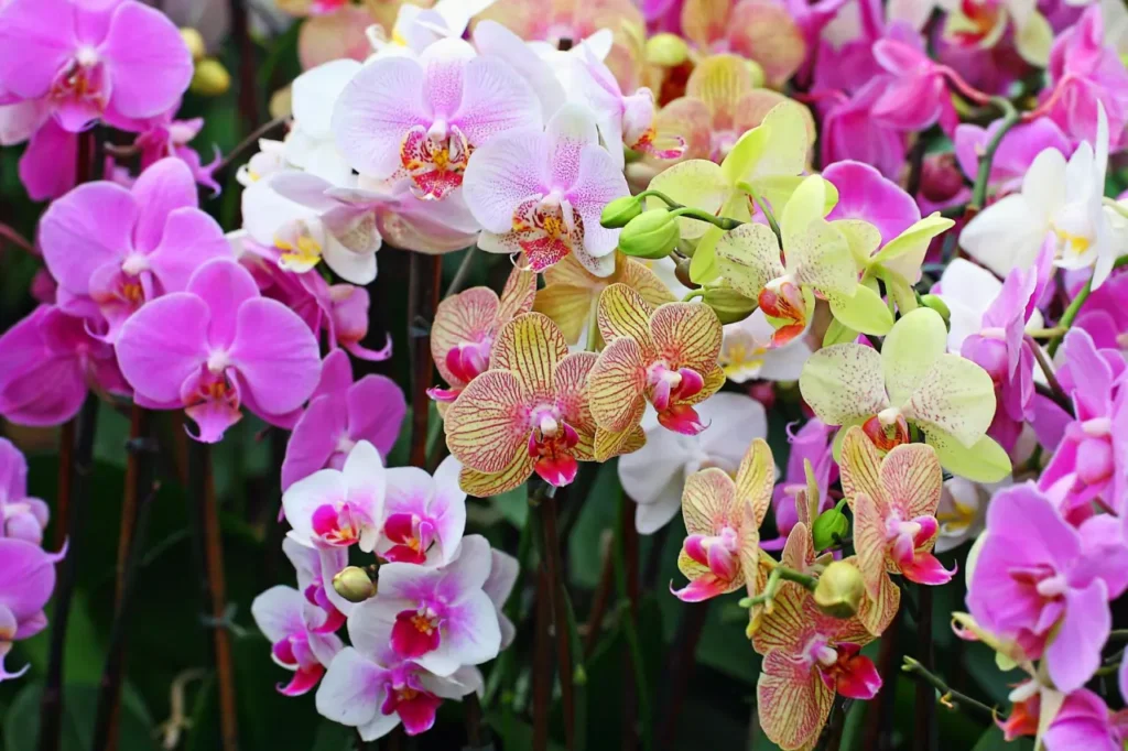 ""Orchids""