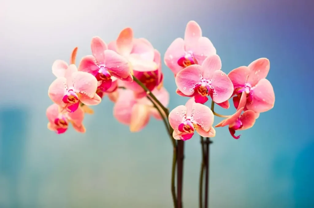 ""orchids"