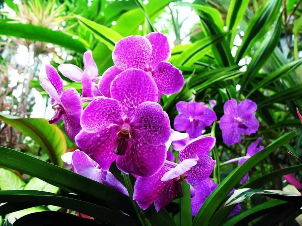 ""orchids"