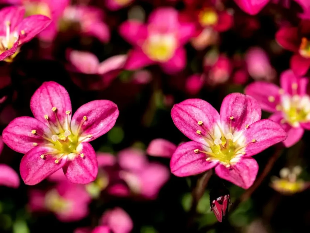 """Saxifrage""