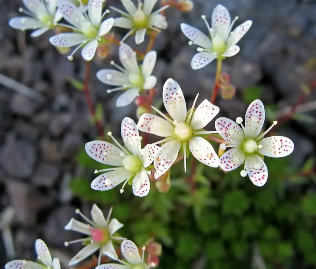 """Saxifrage""