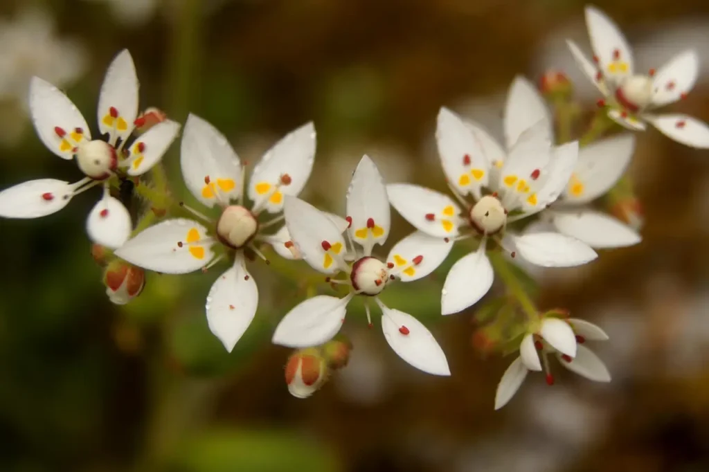 """Saxifrage""