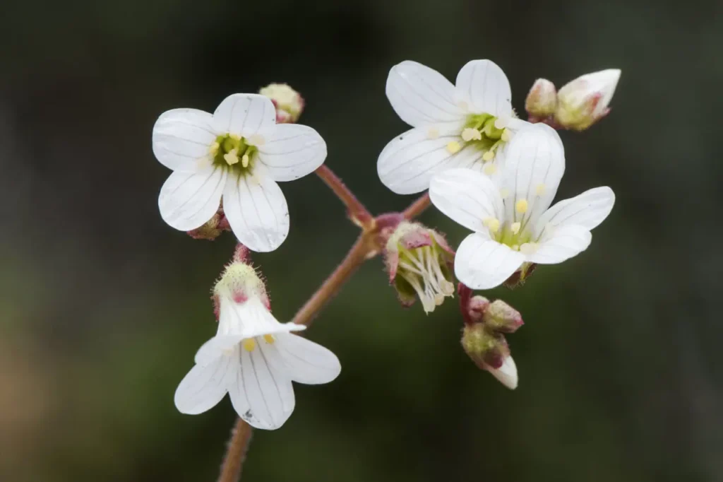 """Saxifrage""