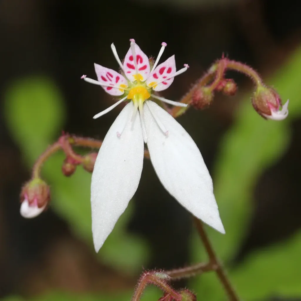 """Saxifrage""