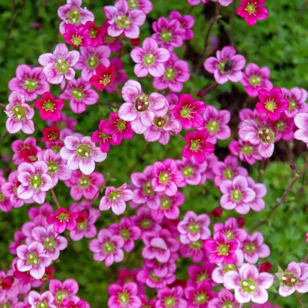 """Saxifrage""