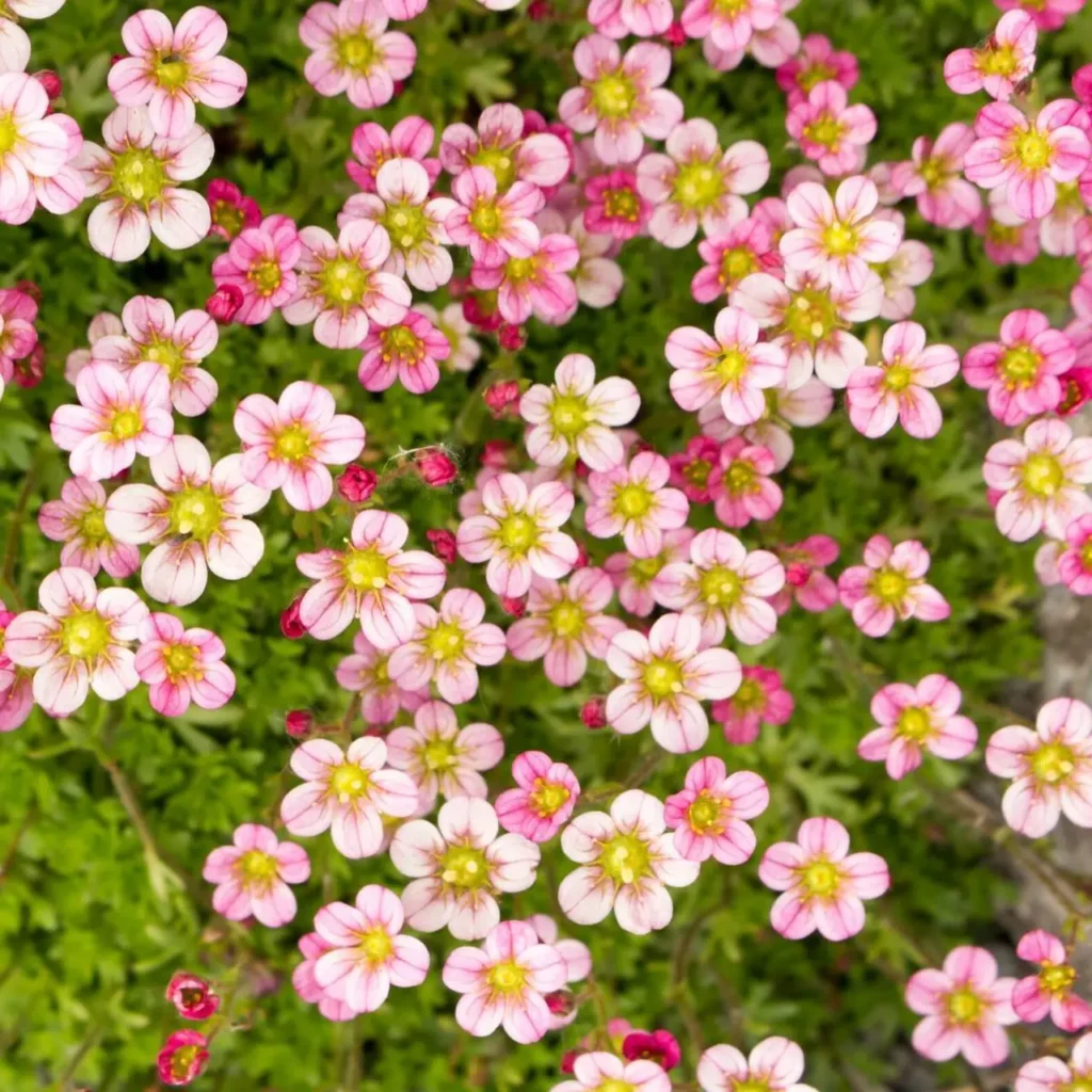 """Saxifrage""