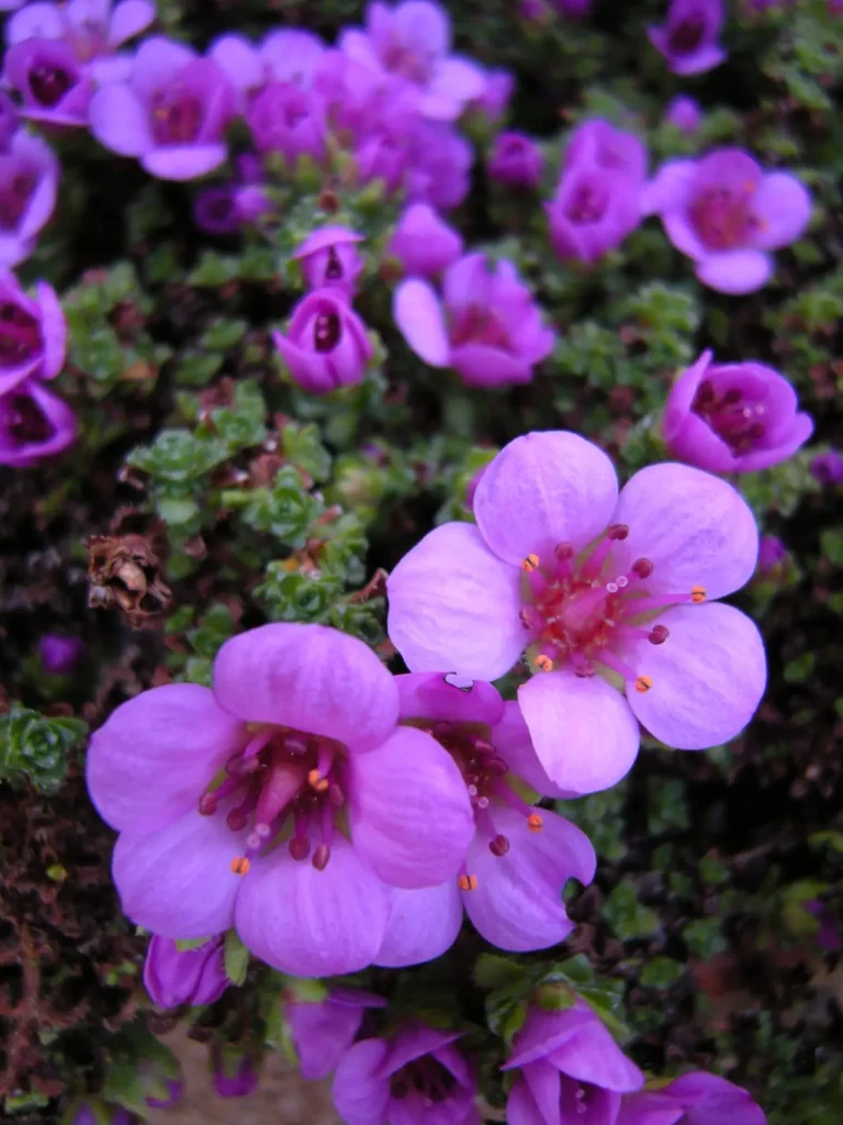 """Saxifrage""