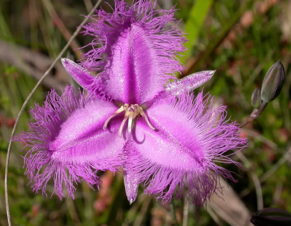 "Thysanotus