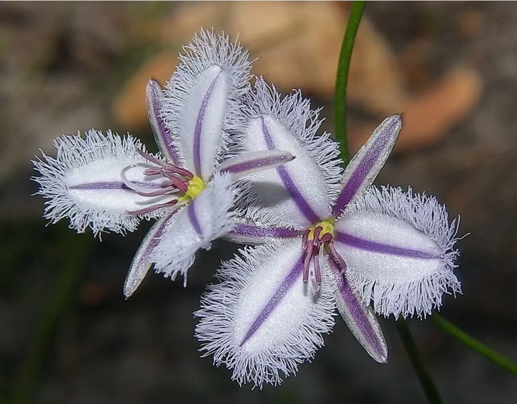 "Thysanotus