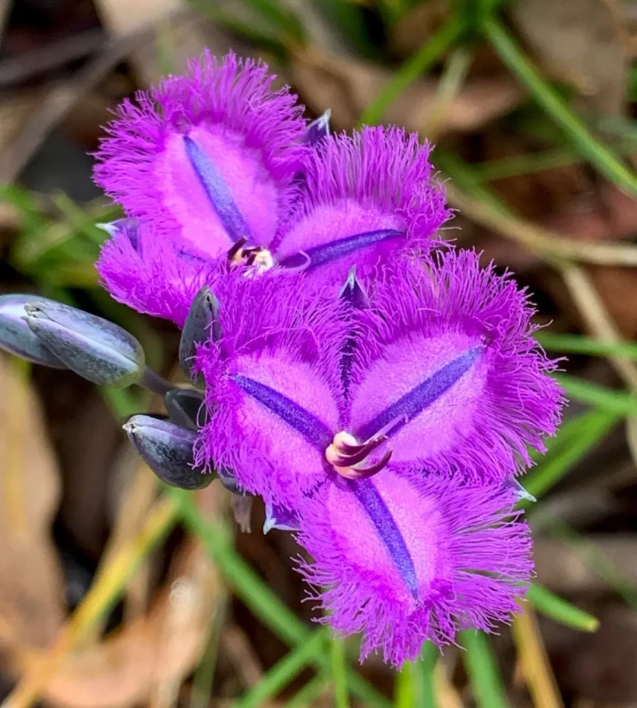 "Thysanotus