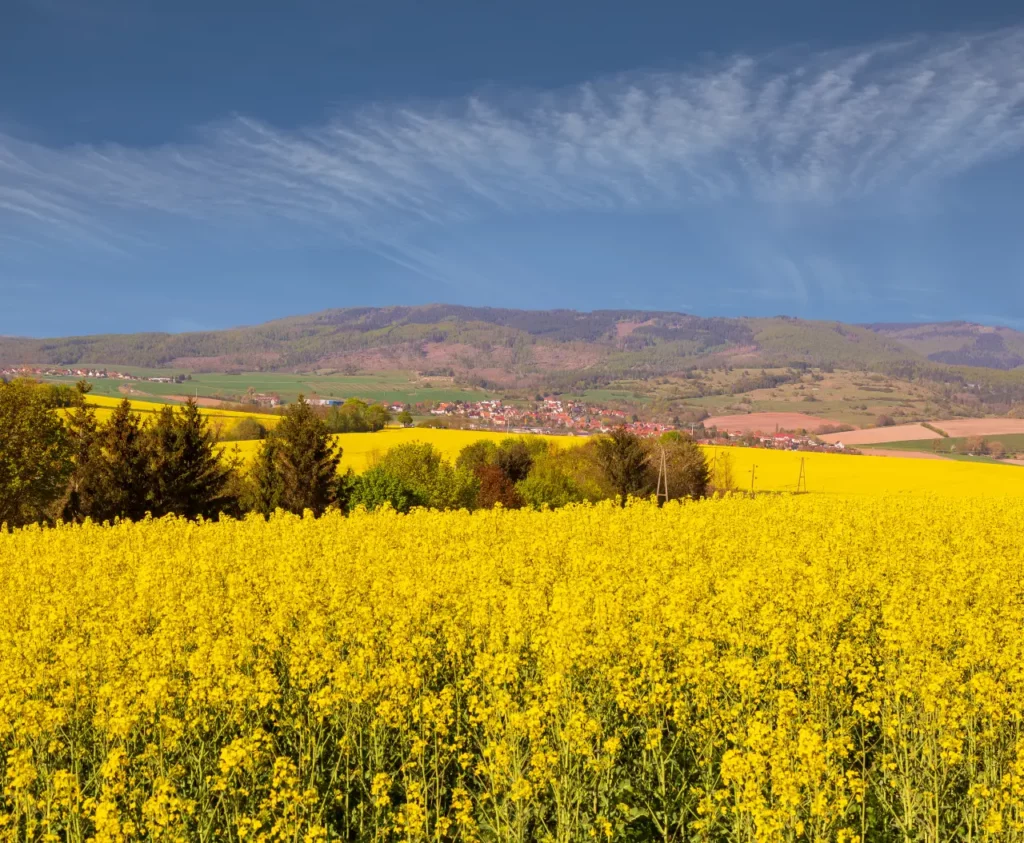 "Amarillo