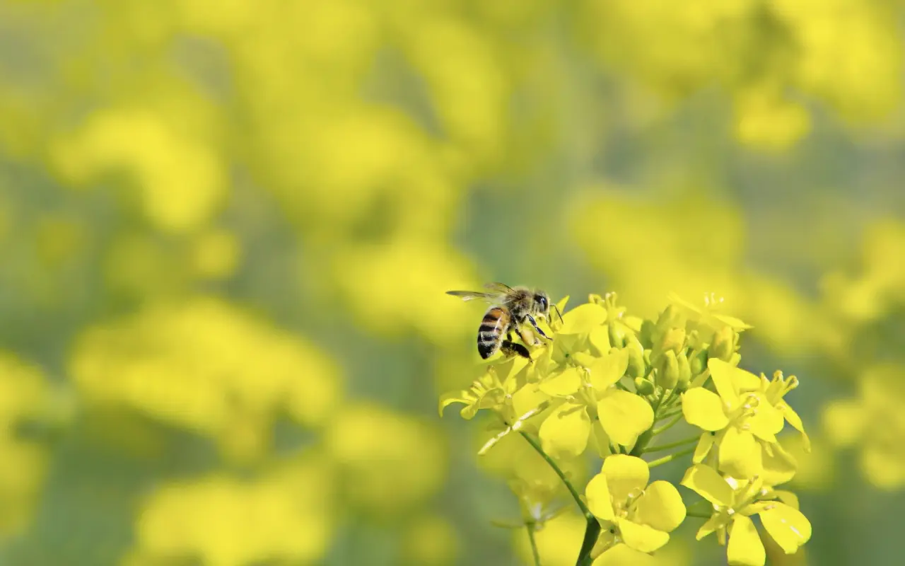 "Amarillo