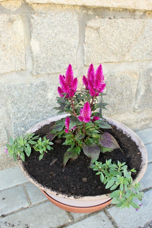 "celosia