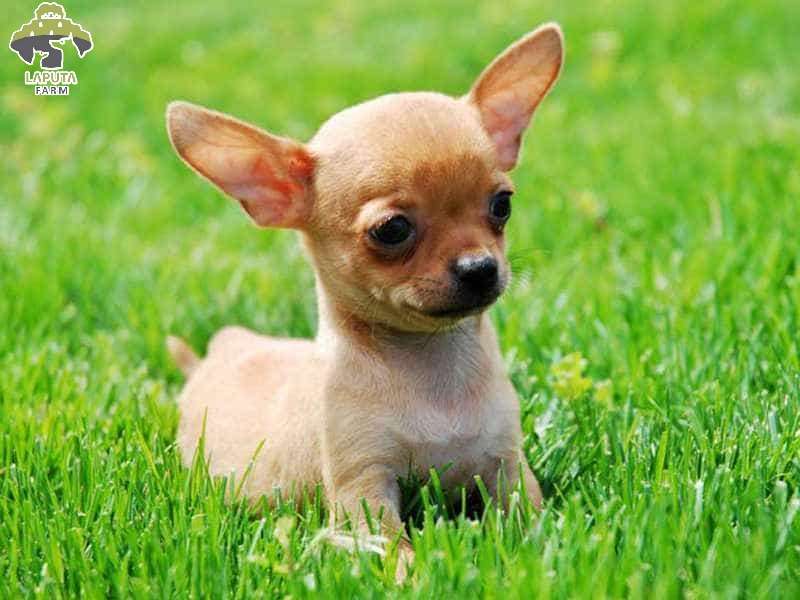 Chó Chihuahua giá bao nhiêu tiền? Địa chỉ mua uy tín TP HCM