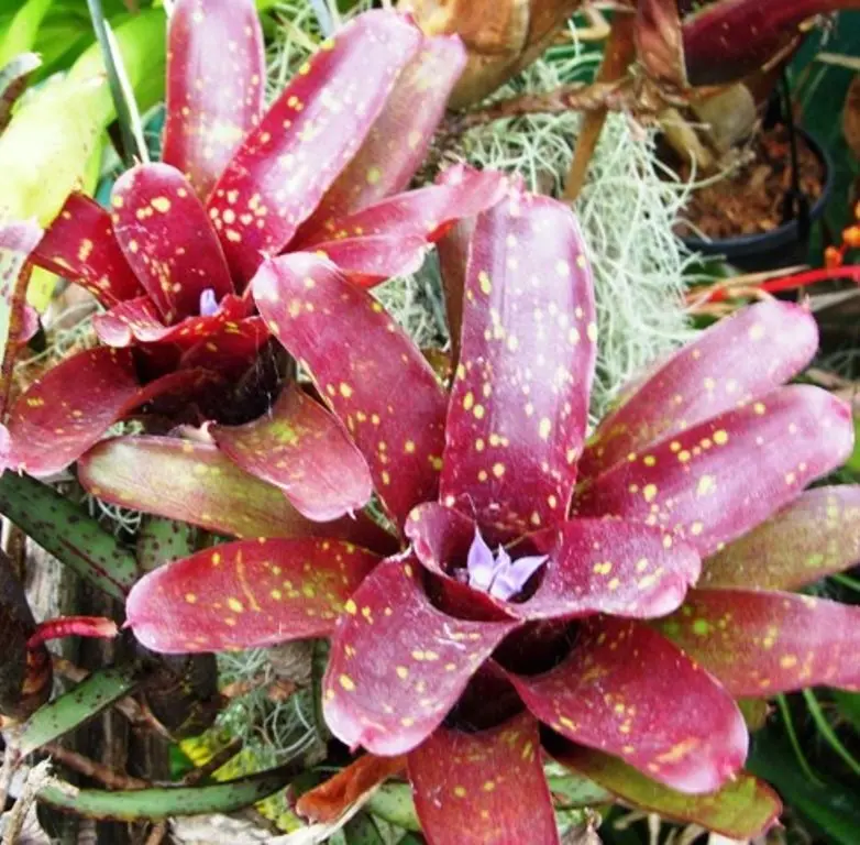 "Neoregelia