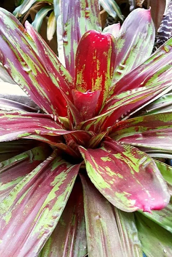 "Neoregelia