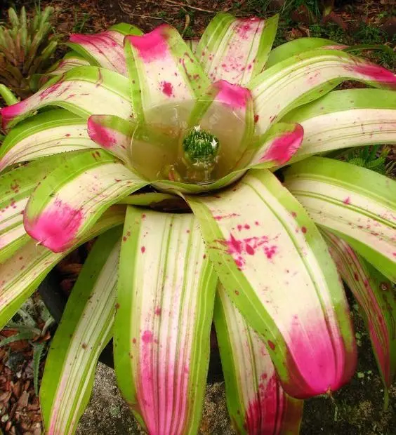 "Neoregelia