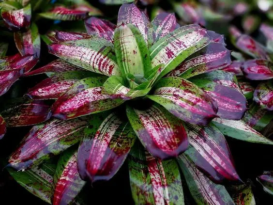 "Neoregelia