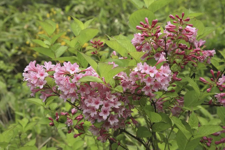 "Weigela