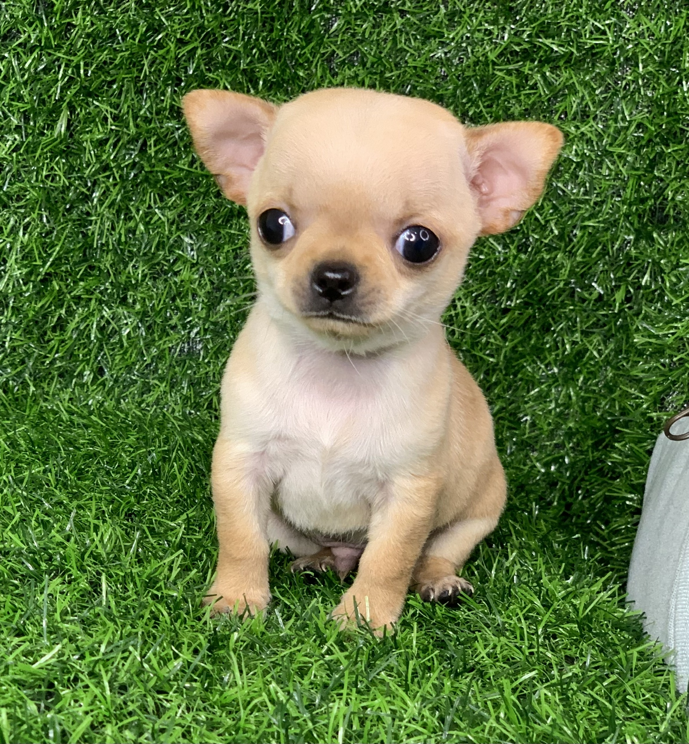 Chó Chihuahua Mini Teacup thuần chủng đẹp tại PetHouse