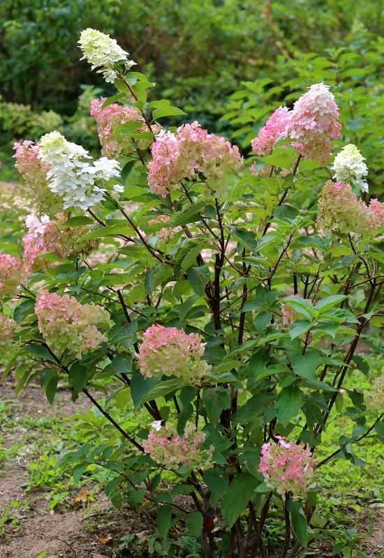 Grandiflora panicle hydrangea