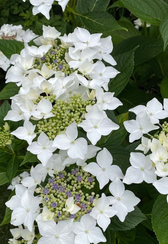 Lanarth White lacecap hydrangea