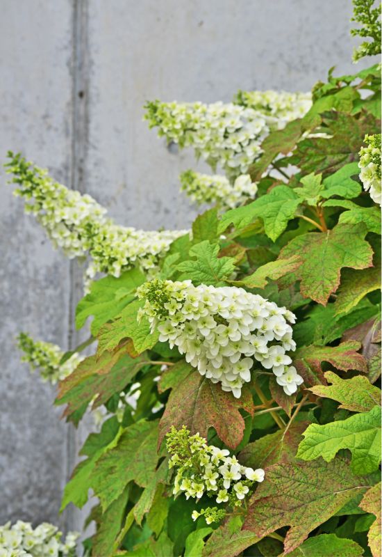 Oak leaf hydrangea