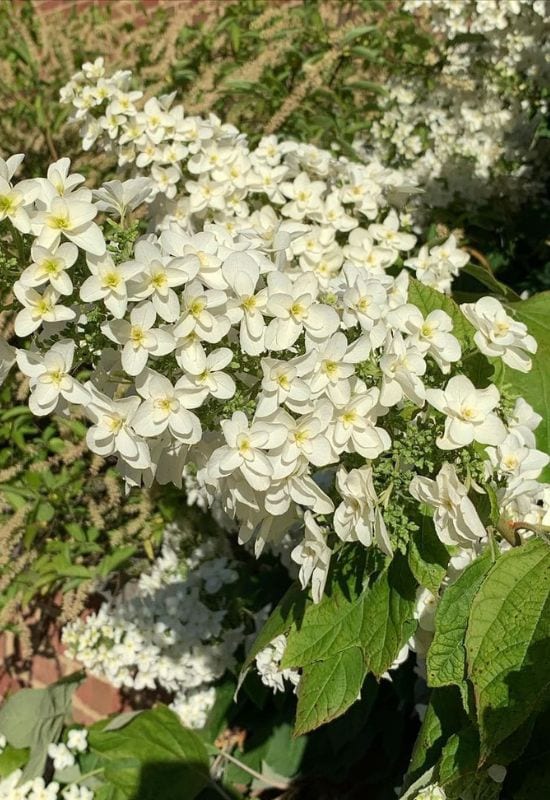 Snowflake oak leaf hydrangea