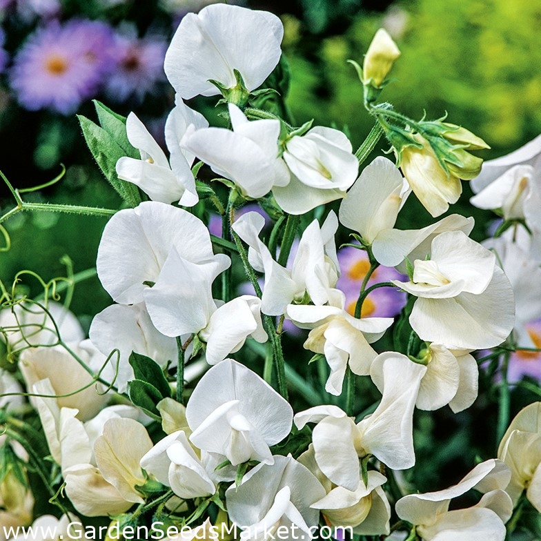 Guisante de olor - blanco - 36 semillas - Lathyrus odoratus – Garden Seeds  Market | Envío gratis