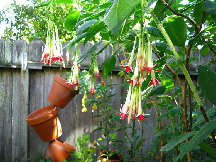 Fuchsia boliviana 'Alba' (White Bolivian Fuchsia) - World of Flowering  Plants