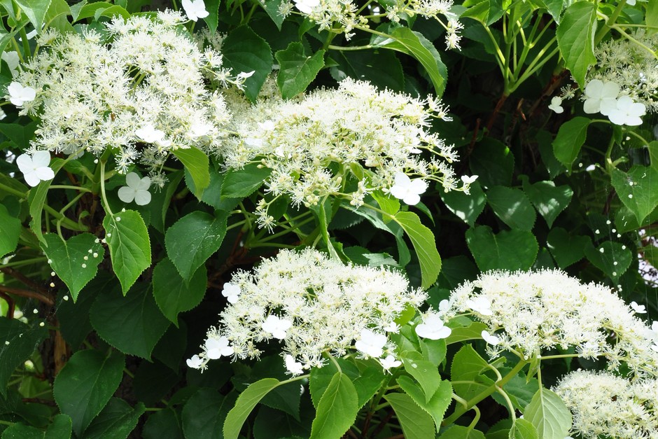 Growing Climbing Hydrangeas (Hydrangea petiolaris) | BBC Gardeners World  Magazine