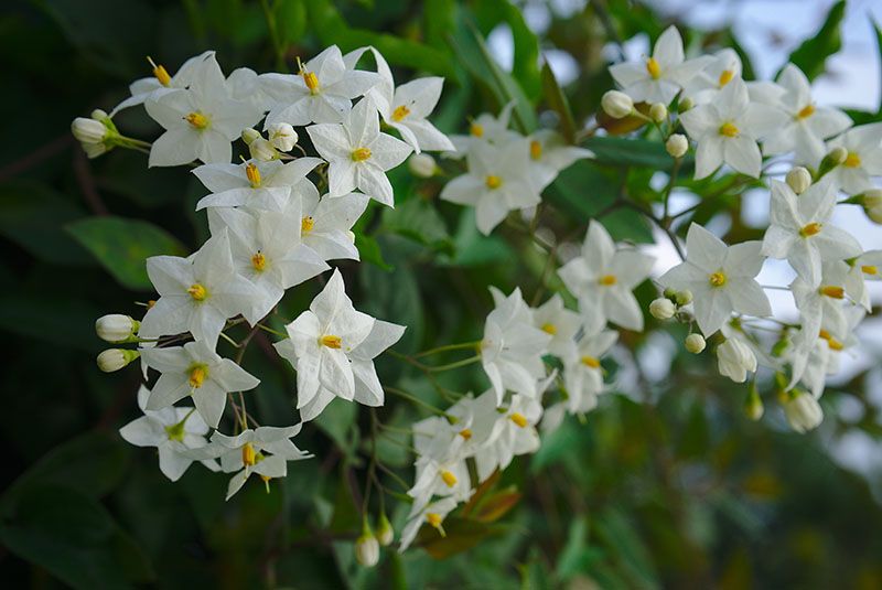 Plantas de exterior: 10 trepadoras con flor ideales para tu jardín