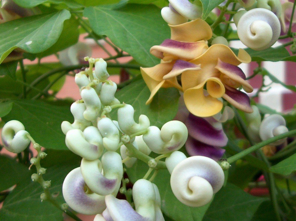 5 Semillas Vigna Caracalla Caracol de la vid de la flor del sacacorchos  semilla bonsai jardín de DIY: Only Seeds : Amazon.de: Garden