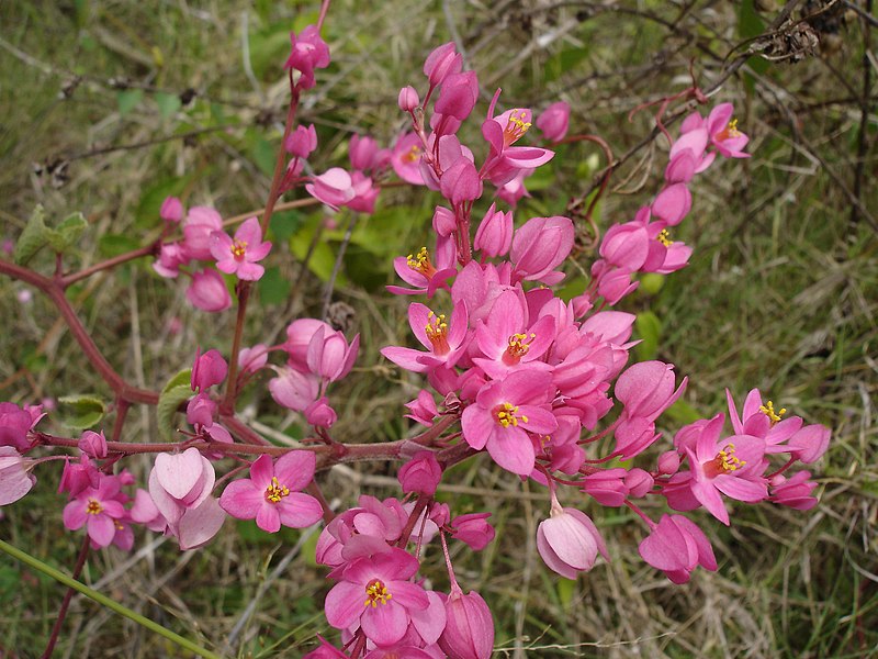 Antigonon - Wikipedia