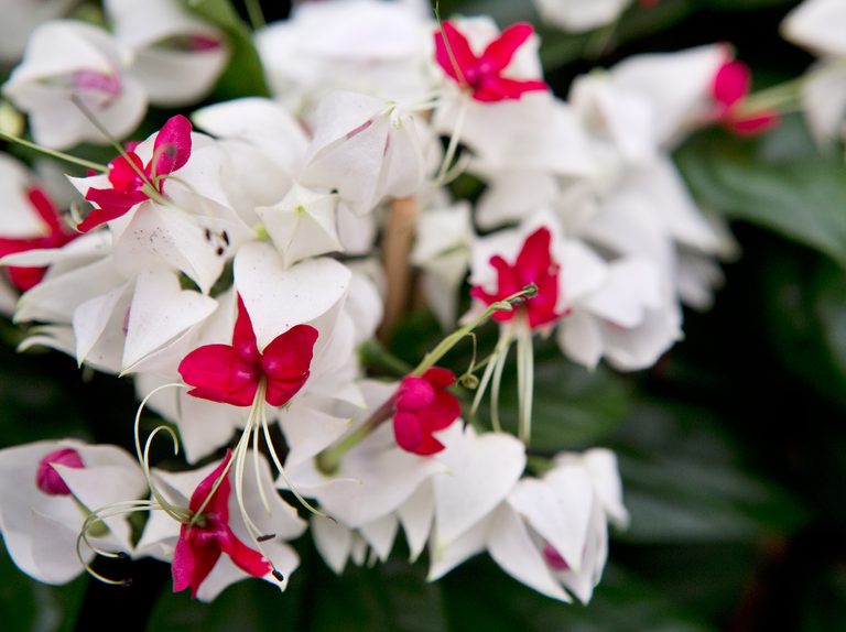 Clerodendrum thomsoniae | BBC Gardeners World Magazine