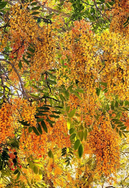 Brewster’s Cassia (Cassia brewsteri)