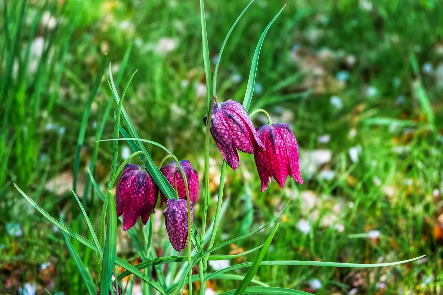 """fritillaria""