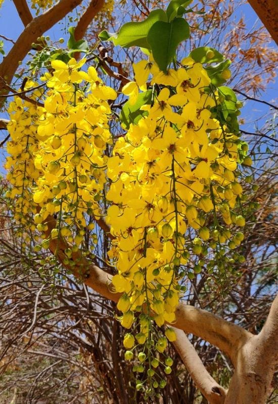 Golden Shower Tree (Cassia fistula)