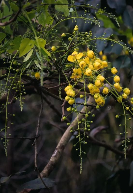 Long PodCassia (Cassia abbreviata)