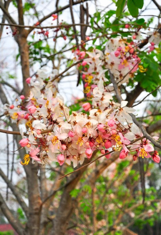 Pink Shower Tree (Cassia bakeriana)