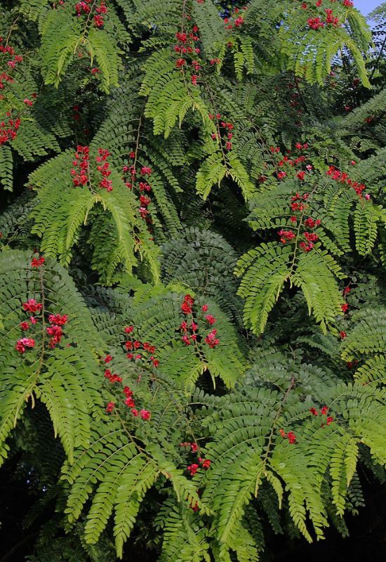 Red Cassia (Cassia roxburghii)