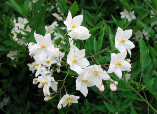 Solanum (laxum) jasminoides - Xera Plants