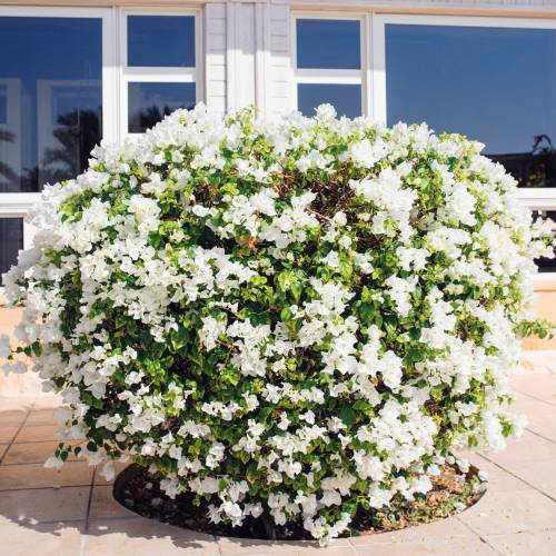 Bougainvillea, White : buy Bougainvillea, White / Bougainvillea glabra alba