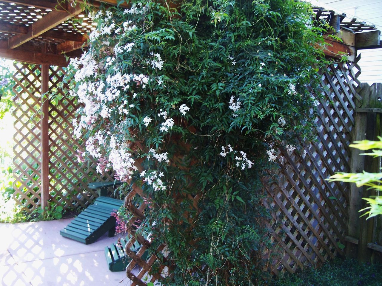 Pruning: Jasminum polyanthum