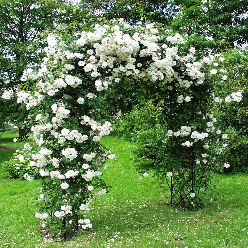 White Climbing Rose Seeds Flower Garden Plant Seedlings, (Buy 1 Get 1 15%  Off) | eBay