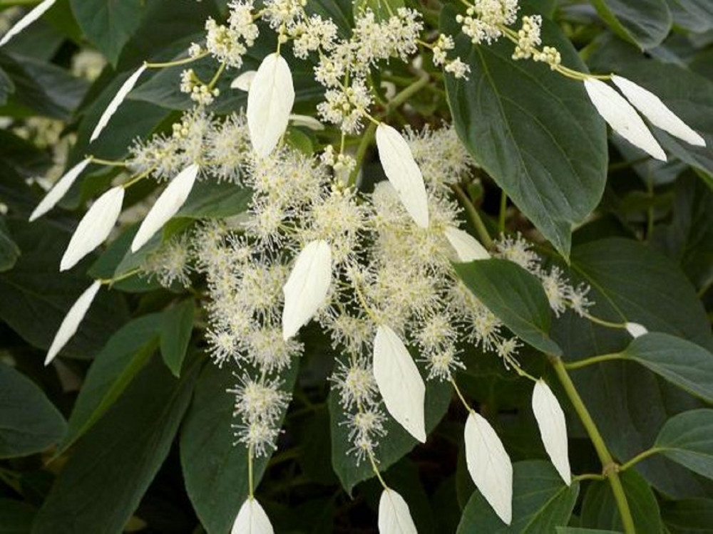 Schizophragma Hydrangeoides Faurei Windmills